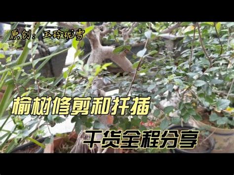 斑葉榆樹照顧|榆屬 (Ulmus) 照顧，種植，繁殖，開花時間